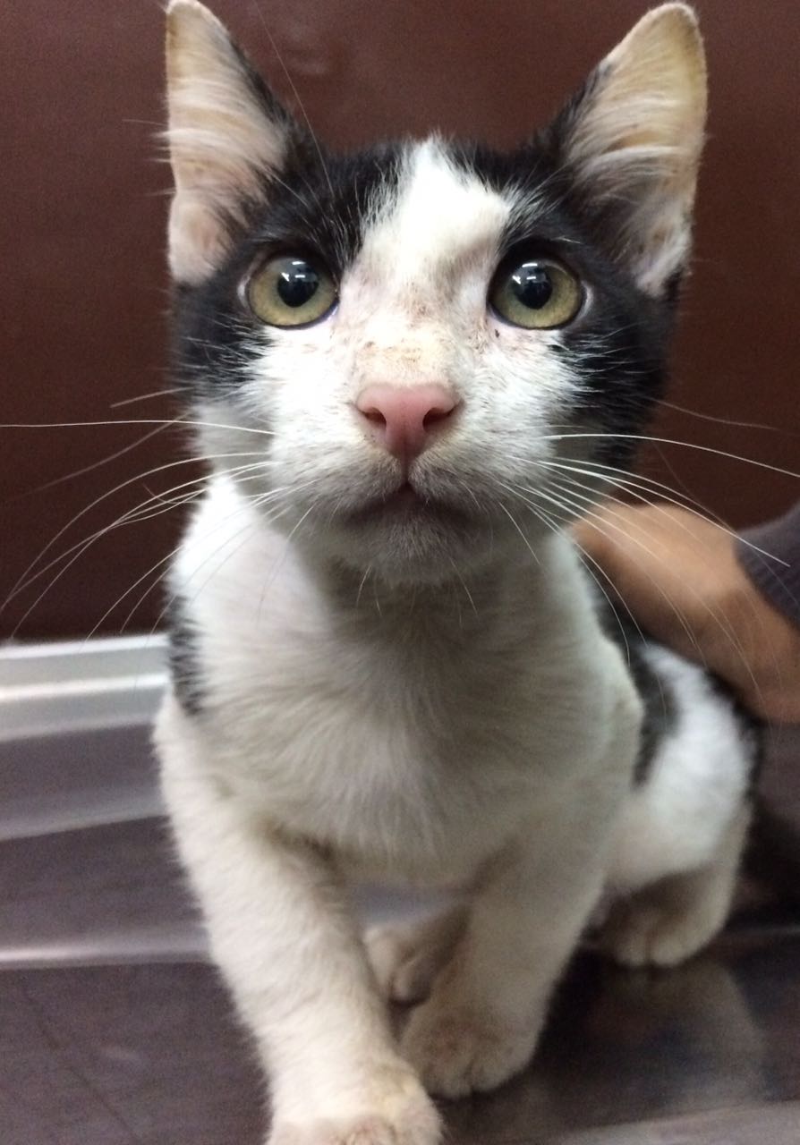 Veterinary care in action